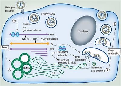 Frontiers Coronavirus Induced Host Cubic Membranes and Lipid